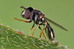 Paragus haemorrhous / Ohne deutschen Namen / Schwebfliegen - Syrphidae / Ordnung: Zweiflgler - Diptera / Fliegen - Brachycera