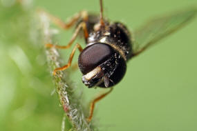 Paragus haemorrhous / Ohne deutschen Namen / Schwebfliegen - Syrphidae / Ordnung: Zweiflgler - Diptera / Fliegen - Brachycera