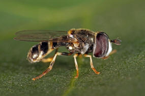 Paragus quadrifasciatus / Ohne deutschen Namen / Schwebfliegen - Syrphidae / Ordnung: Zweiflgler - Diptera / Fliegen - Brachycera