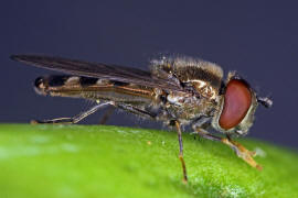Platycheirus albimanus / Graue Breitfuschwebfliege / Schwebfliegen - Syrphidae / Ordnung: Zweiflgler - Diptera / Fliegen - Brachycera