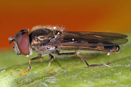 Platycheirus albimanus / Graue Breitfuschwebfliege / Schwebfliegen - Syrphidae / Ordnung: Zweiflgler - Diptera / Fliegen - Brachycera