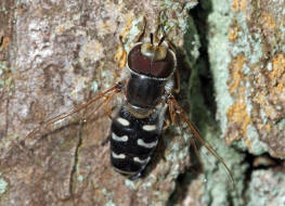 Scaeva pyrastri / Spte Grostirnschwebfliege / Schwebfliegen - Syrphidae / Ordnung: Zweiflgler - Diptera / Fliegen - Brachycera