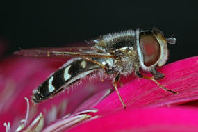 Scaeva pyrastri / Spte Grostirnschwebfliege / Schwebfliegen - Syrphidae / Ordnung: Zweiflgler - Diptera / Fliegen - Brachycera