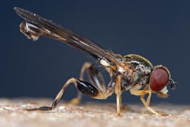 Sphegina clunipes / Gemeine Taillen-Schwebfliege / Schwebfliegen - Syrphidae / Ordnung: Zweiflgler - Diptera / Fliegen - Brachycera