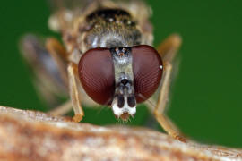 Sphegina clunipes / Gemeine Taillen-Schwebfliege / Schwebfliegen - Syrphidae / Ordnung: Zweiflgler - Diptera / Fliegen - Brachycera
