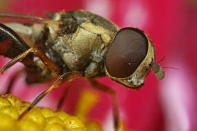Syritta pipiens / Gemeine Keulenschwebfliege / Kleine Mistbiene / Familie: Schwebfliegen - Syrphidae / Ordnung: Diptera - Zweiflgler