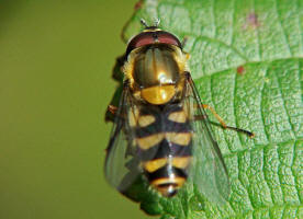 Syrphus torvus / Behaarte Schwebfliege / Schwebfliegen - Syrphidae / Ordnung: Zweiflgler - Diptera / Fliegen - Brachycera