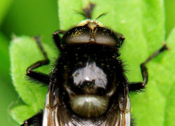 Volucella bombylans var. bombylans / Hummel-Waldschwebfliege / Hummelschwebfliege / Schwebfliegen - Syrphidae / Ordnung: Zweiflgler - Diptera / Fliegen - Brachycera