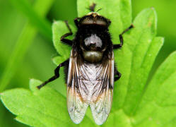 Volucella bombylans var. bombylans / Hummel-Waldschwebfliege / Hummelschwebfliege / Schwebfliegen - Syrphidae / Ordnung: Zweiflgler - Diptera / Fliegen - Brachycera