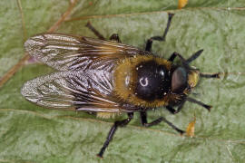 Volucella bombylans var. plumata / Hummel-Waldschwebfliege / Hummelschwebfliege / Schwebfliegen - Syrphidae / Ordnung: Zweiflgler - Diptera / Fliegen - Brachycera