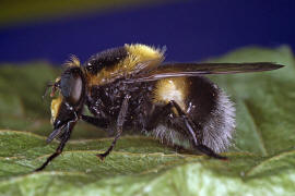 Volucella bombylans var. plumata / Hummel-Waldschwebfliege / Hummelschwebfliege / Schwebfliegen - Syrphidae / Ordnung: Zweiflgler - Diptera / Fliegen - Brachycera