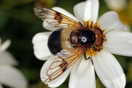Volucella pellucens / Gemeine Waldschwebfliege / Schwebfliegen - Syrphidae / Ordnung: Zweiflgler - Diptera / Fliegen - Brachycera