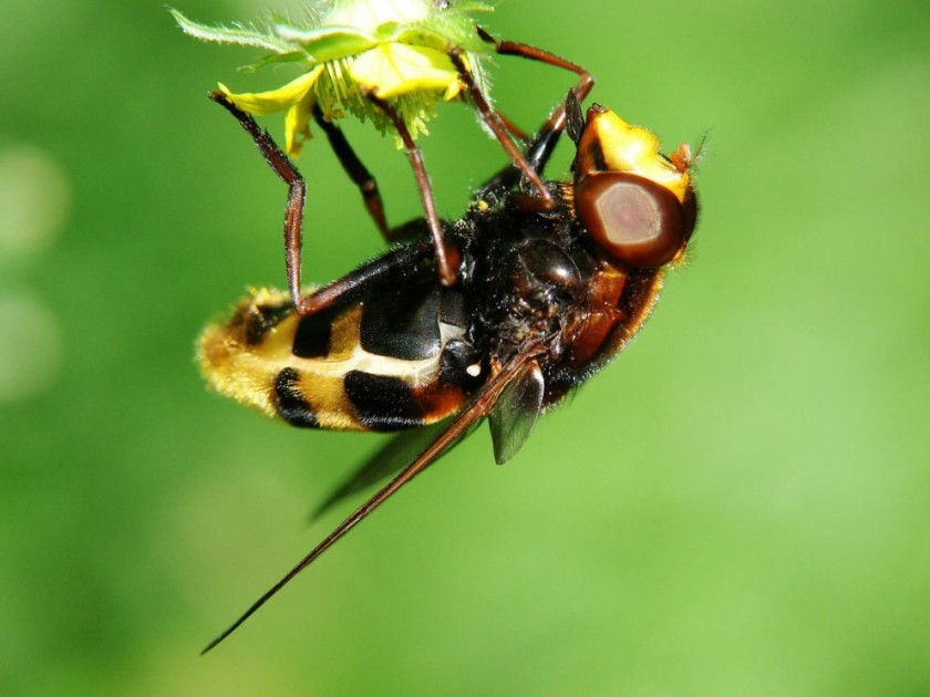 Volucella zonaria / Große Waldschwebfliege / Hornissenschwebfliege / Schwebfliegen - Syrphidae / Ordnung: Diptera - Zweiflügler