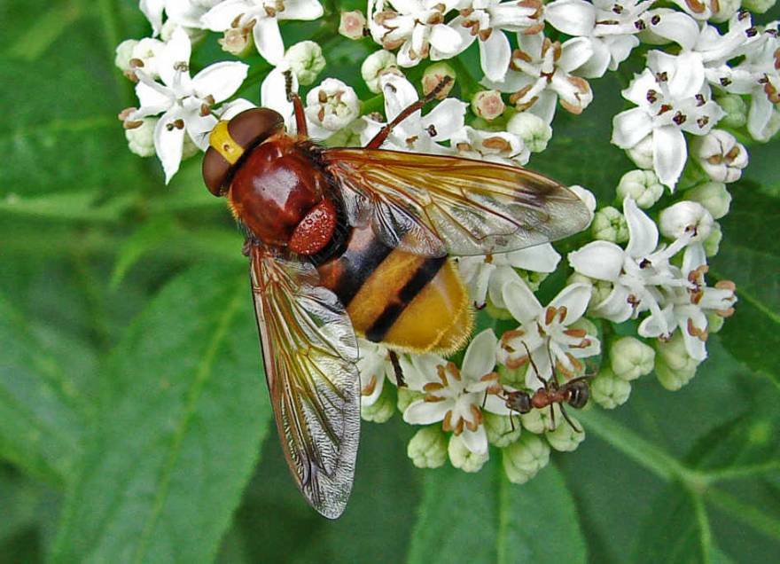 Volucella zonaria / Große Waldschwebfliege / Hornissenschwebfliege / Schwebfliegen - Syrphidae / Ordnung: Diptera - Zweiflügler