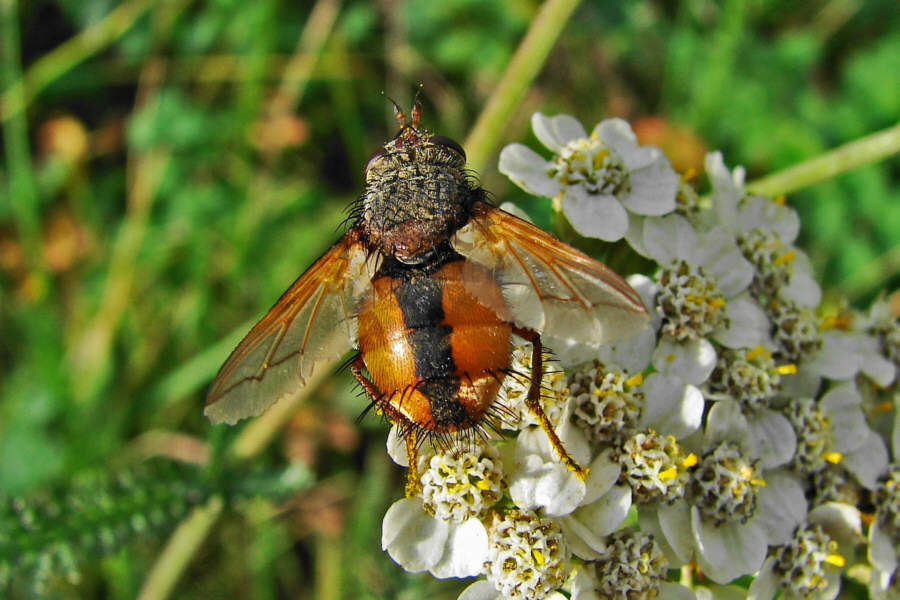 Tachina magnicornis / "Igelfliege" / Raupenfliegen - Tachinidae / Ordnung: Zweiflügler - Diptera