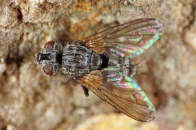 Cyzenis albicans / Mir kein deutscher Name bekannt / Raupenfliegen - Tachinidae / Ordnung: Zweiflgler - Diptera