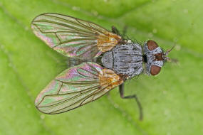 Cyzenis albicans / Mir kein deutscher Name bekannt / Raupenfliegen - Tachinidae / Ordnung: Zweiflgler - Diptera