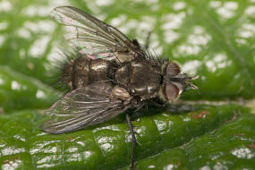 Lypha dubia / Ohne deutschen Namen / Raupenfliegen - Tachinidae / Ordnung: Zweiflgler - Diptera