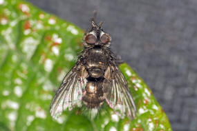 Lypha dubia / Ohne deutschen Namen / Raupenfliegen - Tachinidae / Ordnung: Zweiflgler - Diptera