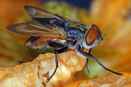 Phasia aurigera / Goldschildfliege / Raupenfliegen - Tachinidae / Ordnung: Zweiflgler - Diptera