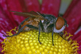 Phasia aurigera / Goldschildfliege (Weibchen) / Raupenfliegen - Tachinidae / Ordnung: Zweiflgler - Diptera