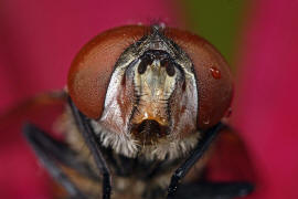 Phasia aurigera / Goldschildfliege (Weibchen) / Raupenfliegen - Tachinidae / Ordnung: Zweiflgler - Diptera