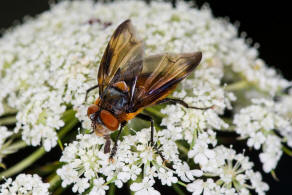 Phasia hemiptera / (ohne deutschen Namen) / Raupenfliegen - Tachinidae / Ordnung: Zweiflgler - Diptera