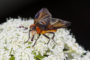 Phasia hemiptera / (ohne deutschen Namen) / Raupenfliegen - Tachinidae / Ordnung: Zweiflgler - Diptera