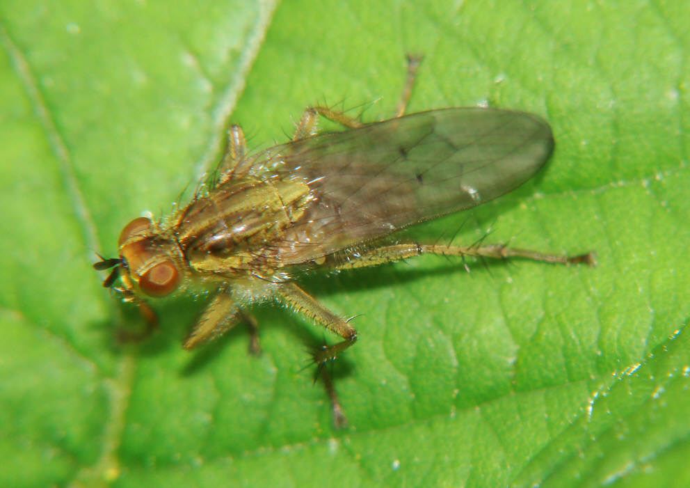 Scathophaga stercoraria / Gelbe Dungfliege / Dungfliegen - Scathophagidae / Ordnung: Zweiflügler - Diptera / Fliegen - Brachycera