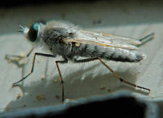 Acrosathe annulata / Stilettfliege / Zweiflgler - Diptera - Therevidae - Stilettfliegen