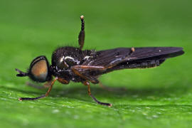 Beris chalybata / Frhe Schmalwaffenfliege / Waffenfliegen - Stratiomyidae / Ordnung: Zweiflgler - Diptera / Fliegen - Brachycera