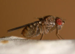Drosophila repleta / Ohne deutschen Namen / Fruchtfliegen - Drosophilidae - Drosophilinae / Ordnung: Zweiflgler - Diptera