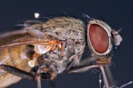 Fannia canicularis / Kleine Stubenfliege / Familie: Fanniidae / Ordnung: Diptera - Zweiflgler
