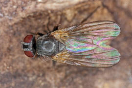 Fannia pallitibia / Ohne deutschen Namen / Fanniidae / Ordnung: Diptera - Zweiflgler / Brachycera - Fliegen