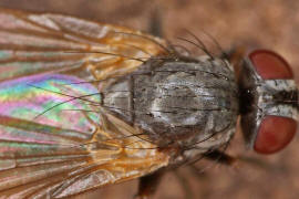 Fannia pallitibia / Ohne deutschen Namen / Fanniidae / Ordnung: Diptera - Zweiflgler / Brachycera - Fliegen