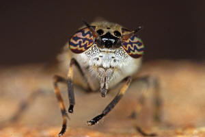 Haematopota pluvialis / Regenbremse / Bremsen - Tabanidae / Ordnung: Zweiflgler - Diptera / Fliegen - Brachycera