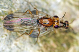 Hendelia beckeri / Ohne deutschen Namen / Clusiidae / Ordnung: Zweiflgler - Diptera