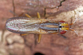 Limnia unguicornis / Ohne deutschen Namen / Hornfliegen - Sciomyzidae / Ordnung: Zweiflgler - Diptera - Brachycera