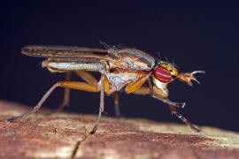 Limnia unguicornis / Ohne deutschen Namen / Hornfliegen - Sciomyzidae / Ordnung: Zweiflgler - Diptera - Brachycera