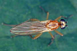 Lonchoptera lutea / Ohne deutschen Namen / Lanzenfliegen - Lonchopteridae / Ordnung: Zweiflgler - Diptera
