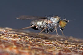 Medetera spec. / Ohne deutschen Namen / Langbeinfliegen - Dolichopodidae / Ordnung: Zweiflgler - Diptera - Brachycera