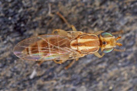 Meromyza spec. / "Halmfliegen-Arten" / Halmfliegen - Chloropidae / Ordnung: Zweiflgler - Diptera - Brachycera