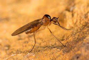 Ocydromia glabricula (Falln, 1816) / Hybotidae - Buckeltanzfliegen / Diptera - Zweiflgler / Brachycera - Fliegen