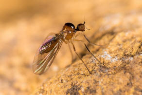 Ocydromia glabricula (Falln, 1816) / Hybotidae - Buckeltanzfliegen / Diptera - Zweiflgler / Brachycera - Fliegen