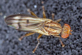 Opomyza germinationis / Ohne deutschen Namen / Saftfliegen - Opomyzidae (auch Grasfliegen oder Wiesenfliegen genannt)