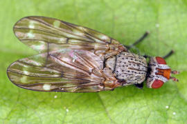 Otites guttata / Schmuckfliege / Schmuckfliegen - Ulidiidae (= Otitidae) / Ordnung: Zweiflgler - Diptera / Fliegen - Brachycera