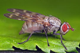 Otites guttata / Schmuckfliege / Schmuckfliegen - Ulidiidae (= Otitidae) / Ordnung: Zweiflgler - Diptera / Fliegen - Brachycera