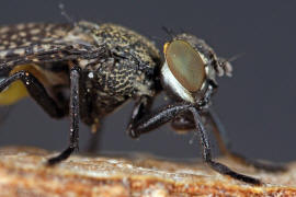 Platystoma seminationis / Ohne deutschen Namen / Breitmundfliegen - Platystomatidae / Ordnung: Zweiflgler - Diptera / Fliegen - Brachycera