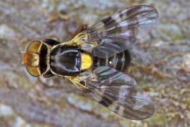 Rhagoletis cerasi / Kirschfruchtfliege / Kirschbohrfliege / Bohrfliegen - Tephritidae / Ordnung: Zweiflgler - Diptera / Fliegen - Brachycera