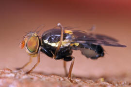 Rhagoletis cerasi / Kirschfruchtfliege / Kirschbohrfliege / Bohrfliegen - Tephritidae / Ordnung: Zweiflgler - Diptera / Fliegen - Brachycera